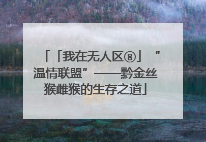 「我在无人区⑧」“温情联盟”——黔金丝猴雌猴的生存之道