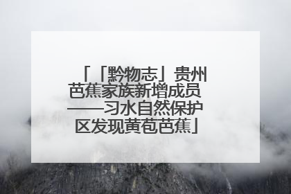 「黔物志」贵州芭蕉家族新增成员——习水自然保护区发现黄苞芭蕉