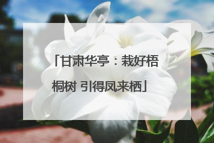 甘肃华亭：栽好梧桐树 引得凤来栖