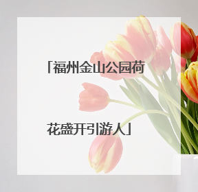 福州金山公园荷花盛开引游人