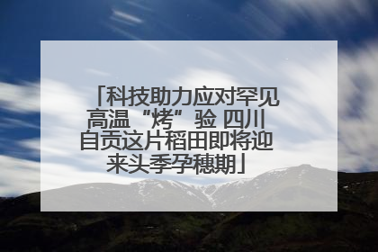 科技助力应对罕见高温“烤”验 四川自贡这片稻田即将迎来头季孕穗期