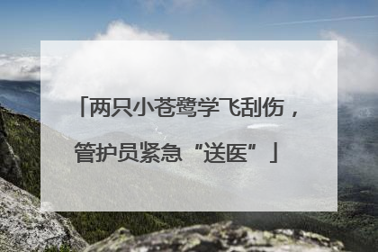 两只小苍鹭学飞刮伤，管护员紧急“送医”