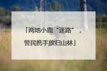 两地小鹿“迷路”，警民携手放归山林