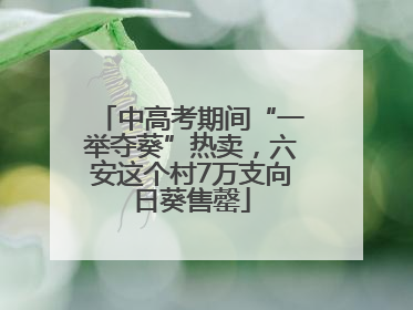 中高考期间“一举夺葵”热卖，六安这个村7万支向日葵售罄