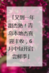 又到一年甜杏熟！青岛本地杏喜迎丰收，6月中旬开启尝鲜季