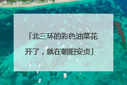 北三环的彩色油菜花开了，就在朝阳安贞