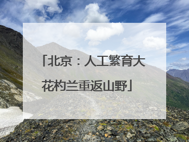 北京：人工繁育大花杓兰重返山野