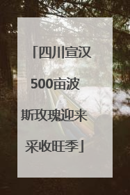 四川宣汉500亩波斯玫瑰迎来采收旺季