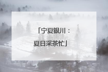 宁夏银川：夏日采茶忙