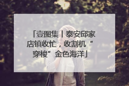壹图集丨泰安邱家店镇收忙，收割机“穿梭”金色海洋