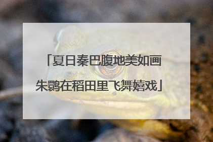 夏日秦巴腹地美如画 朱鹮在稻田里飞舞嬉戏