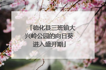 德化县三班镇大兴岭公园的向日葵进入盛开期