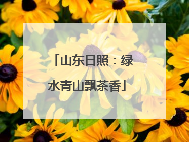 山东日照：绿水青山飘茶香