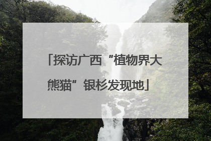 探访广西“植物界大熊猫”银杉发现地