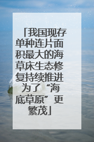 我国现存单种连片面积最大的海草床生态修复持续推进 为了“海底草原”更繁茂