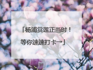 杨浦赏莲正当时！等你速速打卡→