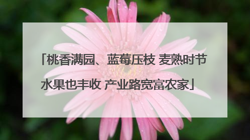 桃香满园、蓝莓压枝 麦熟时节水果也丰收 产业路宽富农家