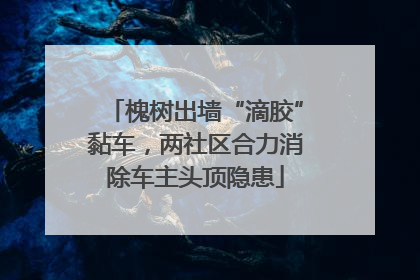 槐树出墙“滴胶”黏车，两社区合力消除车主头顶隐患