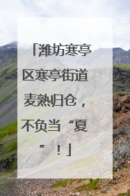 潍坊寒亭区寒亭街道麦熟归仓，不负当“夏”！