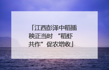 江西彭泽中稻插秧正当时 “稻虾共作”促农增收