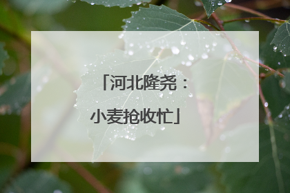 河北隆尧：小麦抢收忙