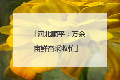 河北顺平：万余亩鲜杏采收忙