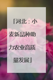 河北：小麦新品种助力农业高质量发展