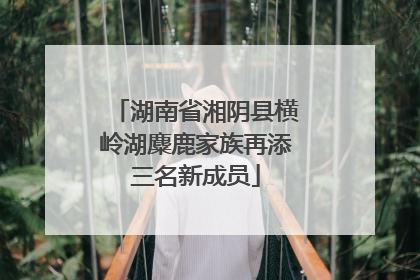 湖南省湘阴县横岭湖麋鹿家族再添三名新成员