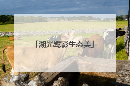 湖光鹭影生态美