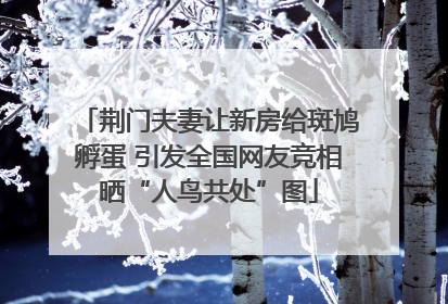 荆门夫妻让新房给斑鸠孵蛋 引发全国网友竞相晒“人鸟共处”图
