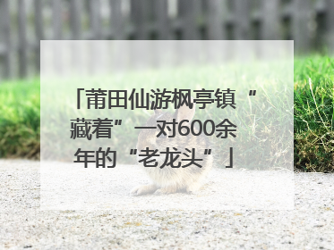 莆田仙游枫亭镇“藏着”一对600余年的“老龙头”