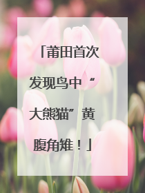 莆田首次发现鸟中“大熊猫”黄腹角雉！