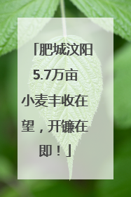 肥城汶阳5.7万亩小麦丰收在望，开镰在即！