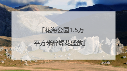 花海公园1.5万平方米醉蝶花盛放