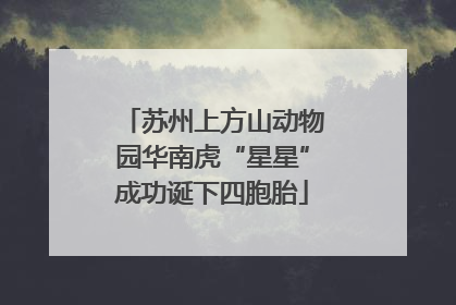 苏州上方山动物园华南虎“星星”成功诞下四胞胎