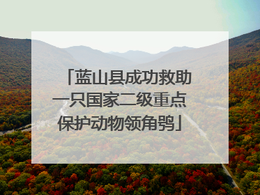 蓝山县成功救助一只国家二级重点保护动物领角鸮