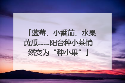 蓝莓、小番茄、水果黄瓜……阳台种小菜悄然变为“种小果”