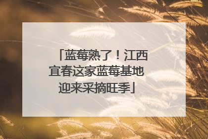 蓝莓熟了！江西宜春这家蓝莓基地迎来采摘旺季