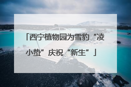西宁植物园为雪豹“凌小蛰”庆祝“新生”