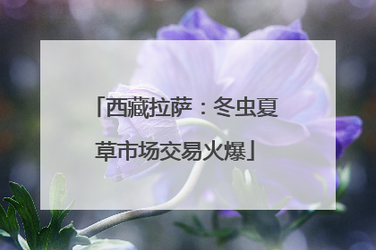 西藏拉萨：冬虫夏草市场交易火爆