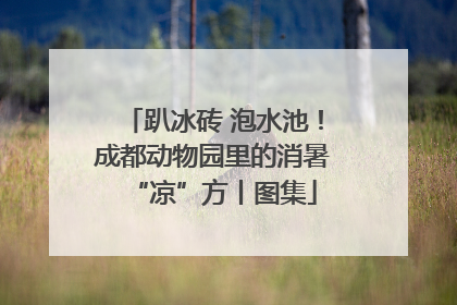 趴冰砖 泡水池！成都动物园里的消暑“凉”方丨图集