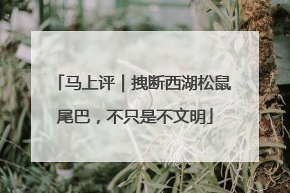 马上评｜拽断西湖松鼠尾巴，不只是不文明