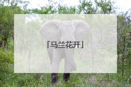 马兰花开