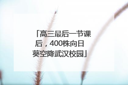 高三最后一节课后，400株向日葵空降武汉校园
