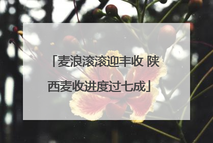 麦浪滚滚迎丰收 陕西麦收进度过七成