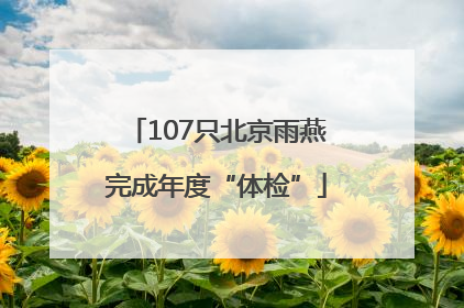 107只北京雨燕完成年度“体检”